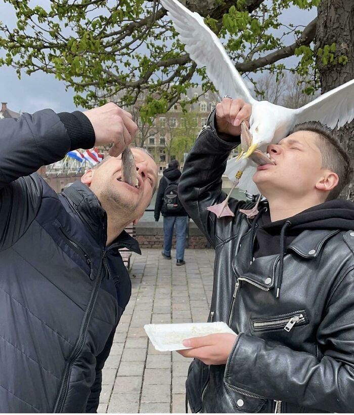 Eating A Haring In The Hague, Netherlands