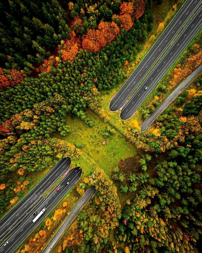 A Bridge For Wildlife To Cross The Road In Veluwe, The Netherlands