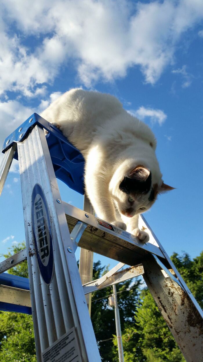 Heard My Cat Screaming Outside, Found Her Stuck Like This