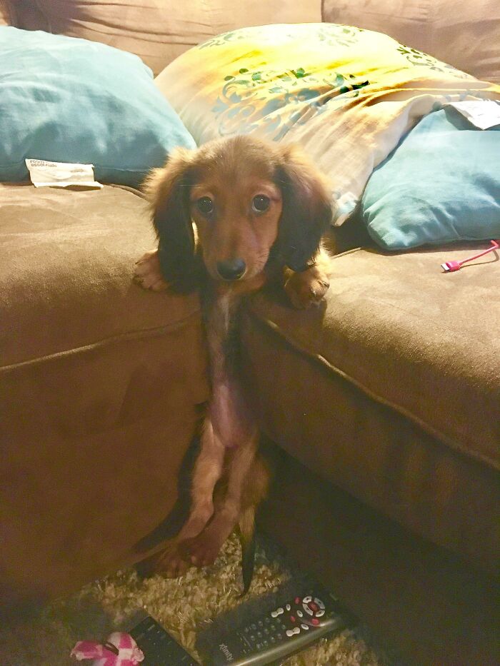 My Daschund Puppy Got Stuck In The Couch Cushions