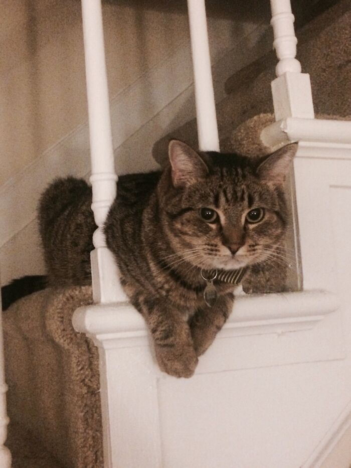 Meatball Is Stuck. And Defeated