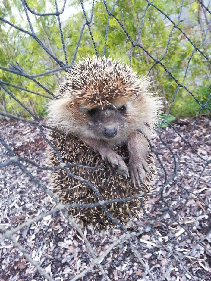 This Little Guy Was Stuck In A Football Goal Net, Was Freed Without Injuries