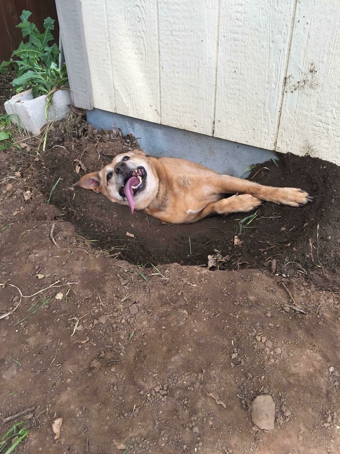 My Coworker’s Dog Got Herself Stuck Underneath Their Shed