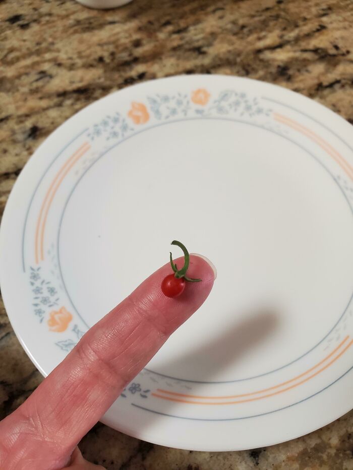 Creo que mi intento de cultivar tomates resultó bastante bien
