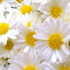 katyenglebright avatar