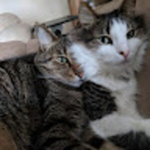 brittanyhoward avatar