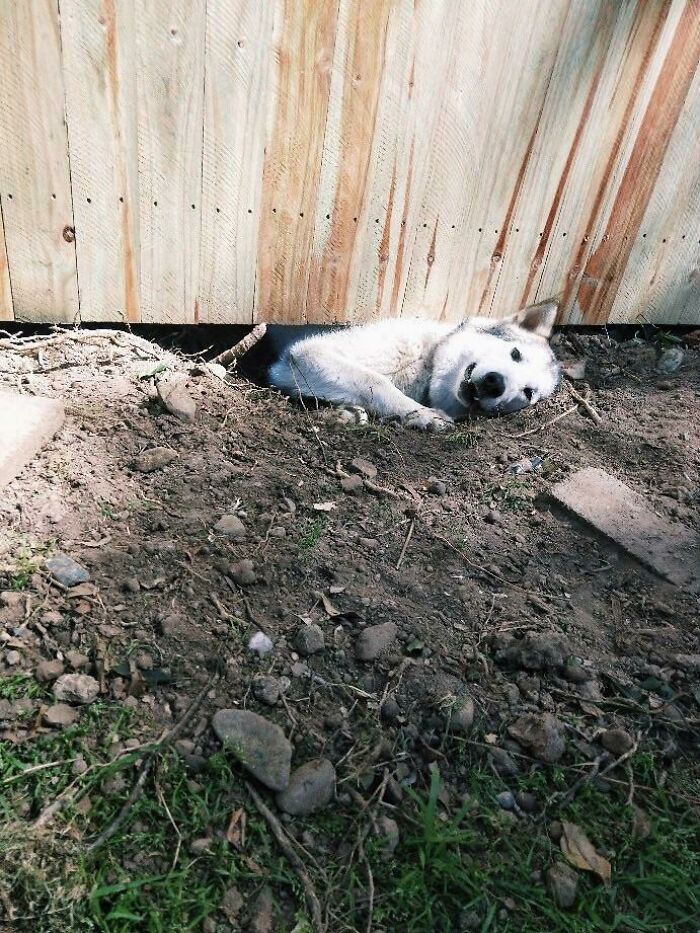She Got Stuck Coming Home After An Exciting Visit To The Neighbours