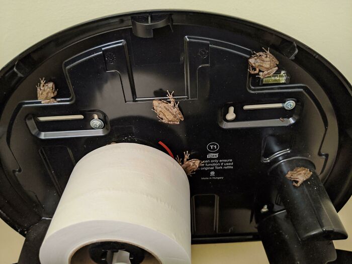 Got A Complaint At Work About "Very Loud Crickets" In The Bathroom