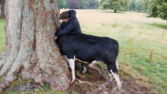 Cow Got Stuck In A Tree