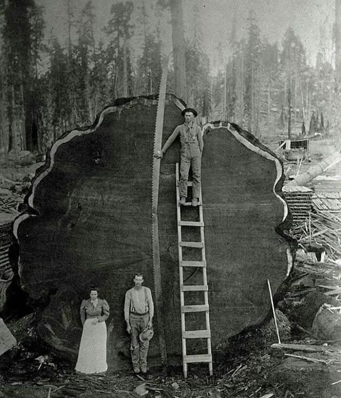 1892, Logging Family With A 1300 Year Old Tree