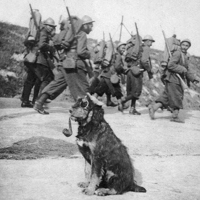 Dog with goggles and pipe sitting as soldiers march in the background, showcasing an important historical moment.