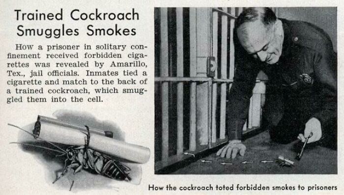 Trained Cockroach Smuggles Cigarette Into Prison Cells, June 1938