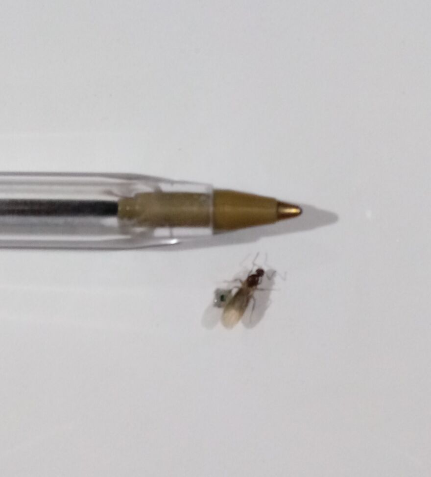 I Made The World&rsquo;s Smallest Painting (17 Pics)