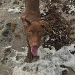 belindaotoole avatar