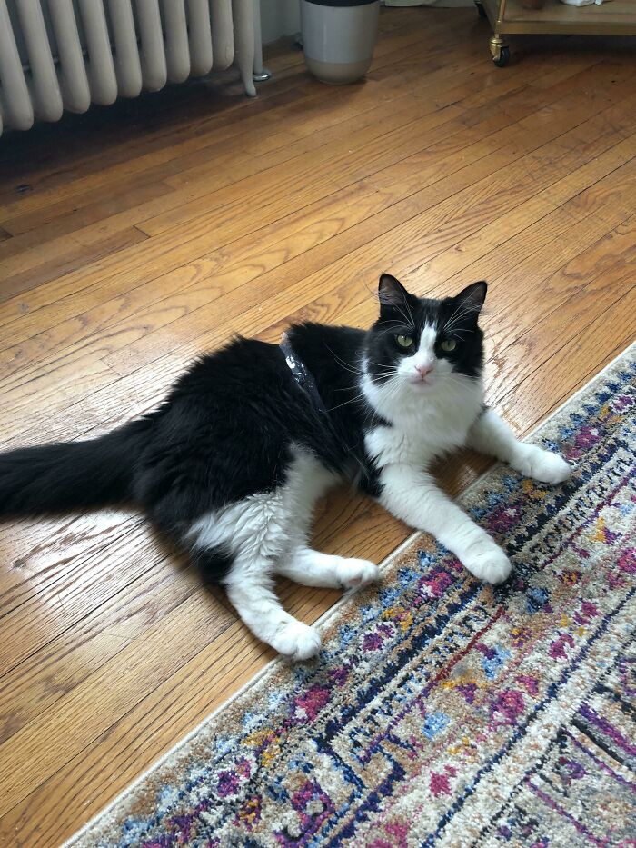 Hammy Found A Piece Of Plastic In The Recycling. My Cat Is A Special Cat