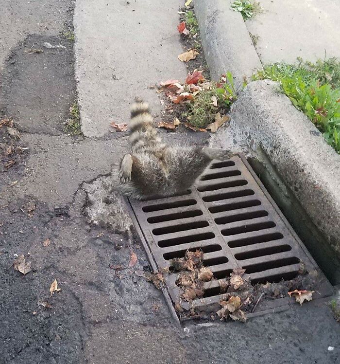 Trash Panda Got Stuck In A Storm Drain. Public Works Employees Set It Free