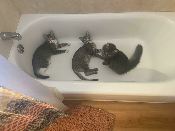 Tell Me Why This Is What I See When I Walk Into The Bathroom? Lol