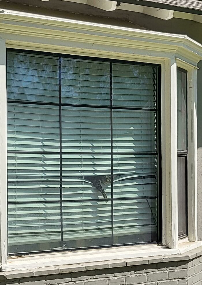 Just My Neighbors Cat Taking Her Afternoon Nap