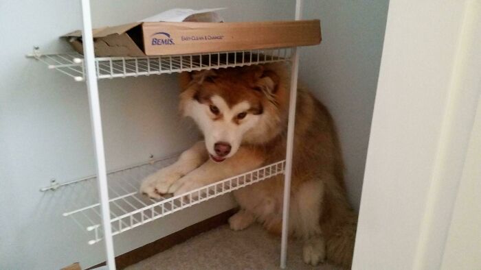 I Look Away For Two Seconds And He Manages To Get Stuck Like This