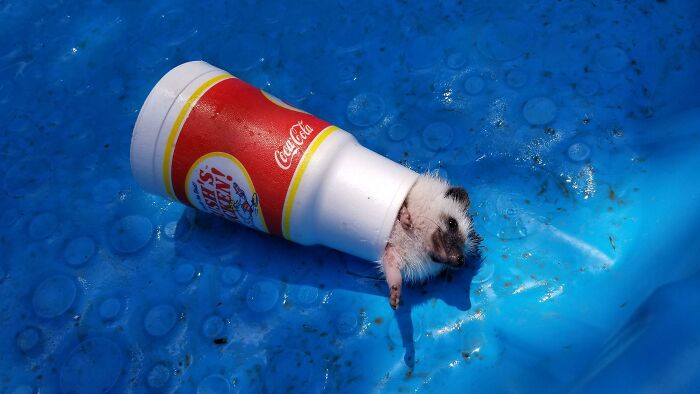 Hedgehog Stuck In A Cup It Was Playing With