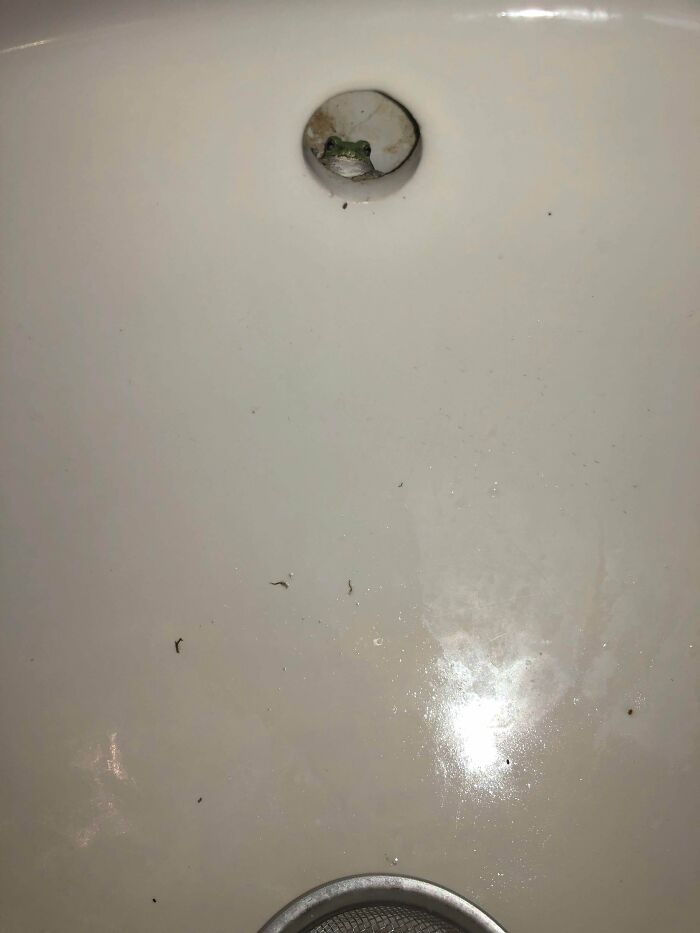 Anyone Have Any Ideas On How To Get A Tree Frog Out Of A Sink?