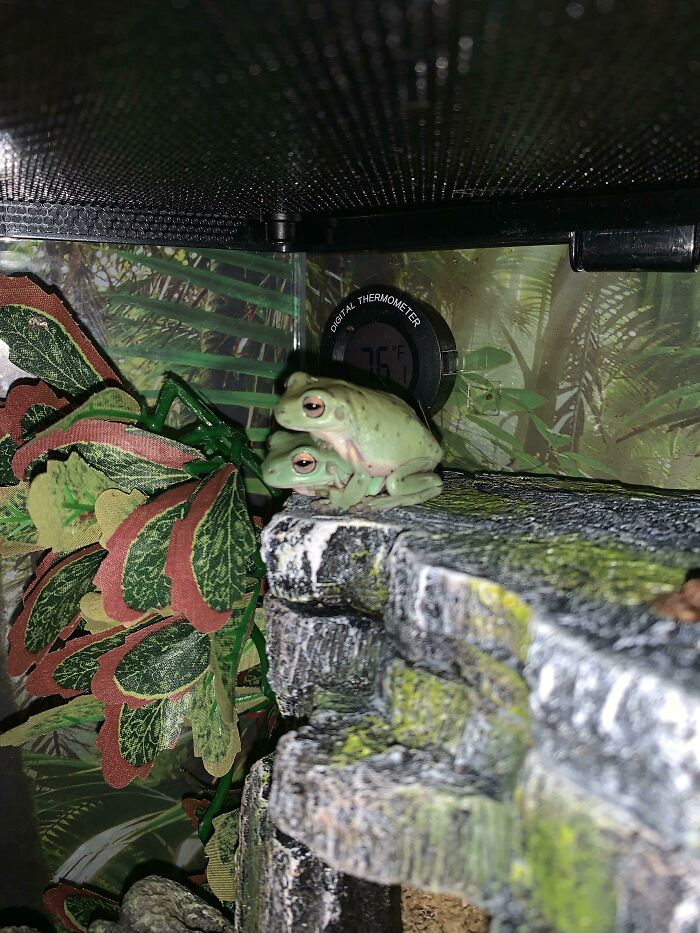 Look At My Boys Basil And Sage