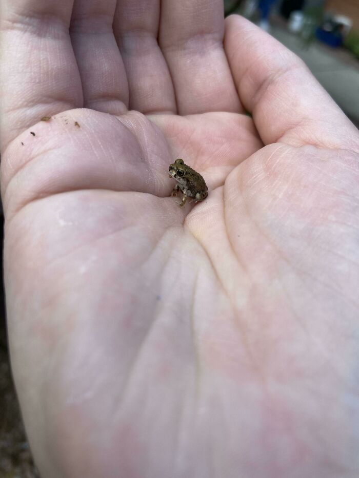 Behold The Littol One