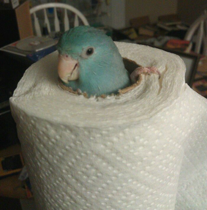 Look Where My Buddy Got Stuck This Morning