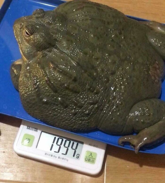 Chonk