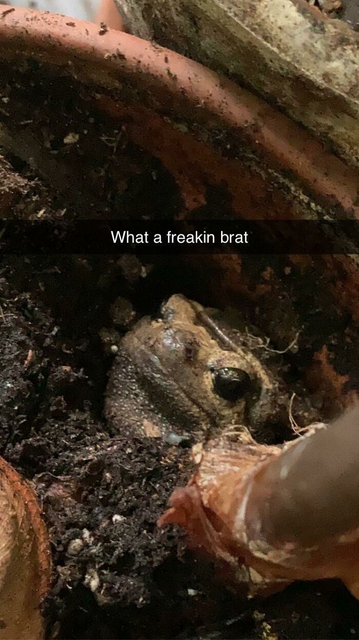 I Went Away For A Week And The Pet Sitter Said My Chubby Frog Went Missing. I Finally Found Him This Morning In My Alocasia, Enjoying Life As A Free Range Frog