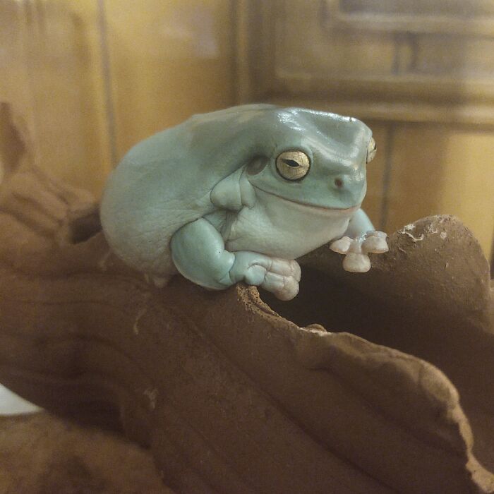 Just Adopted This Cute Boy Through An Animal Shelter