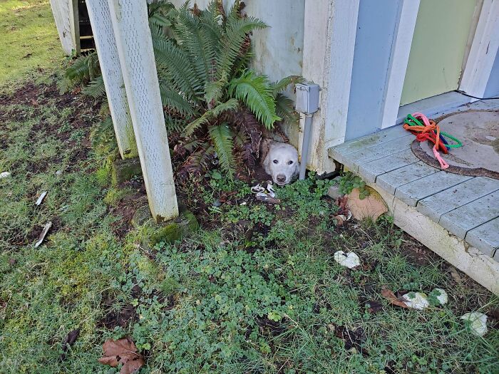 Couldn't Find Our Dog This Morning After Letting Her Out, Thought She Ran Away. Turns Out She Dug A Tunnel Under The Playhouse And Got Stuck Like This Trying To Get Back Out