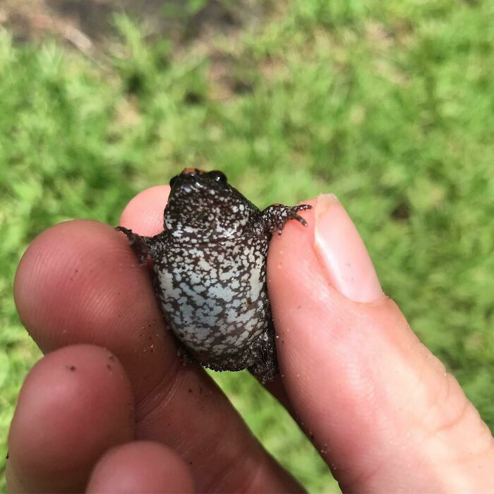 Saved From The Evil Choppy Grass Machine