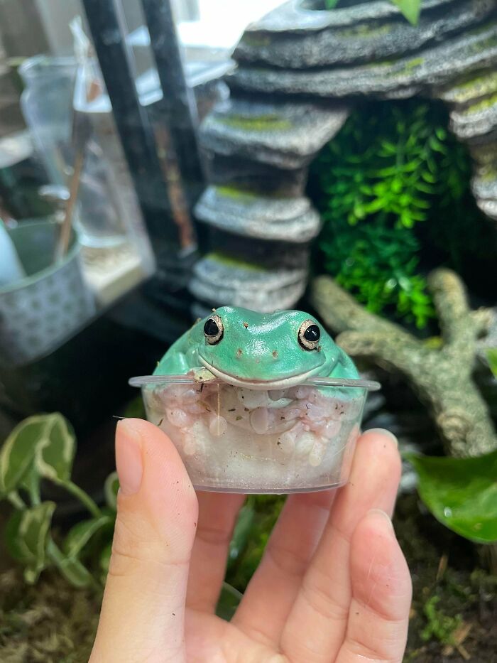 Can You Handle Todd In A Cup?