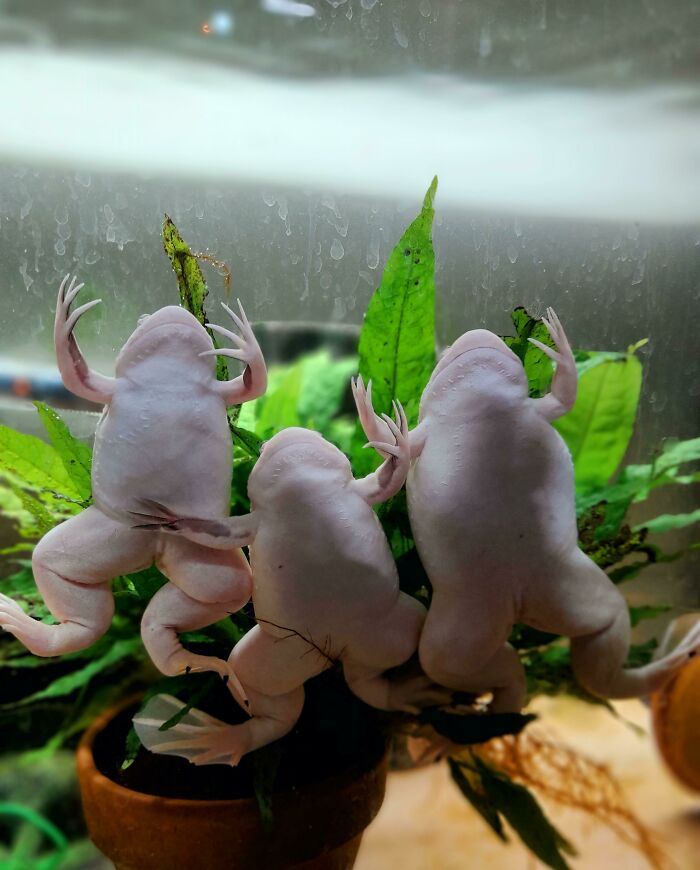 All Hail The Mighty Hooman. For They That Are Rich In Worms, Bestoweth The Red Wriggler Upon Us. Afroggymen