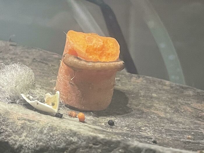 I Gave A Carrot To A Caterpillar This Morning And When I Returned It Had Turned Orange And Started Pooping Carrot