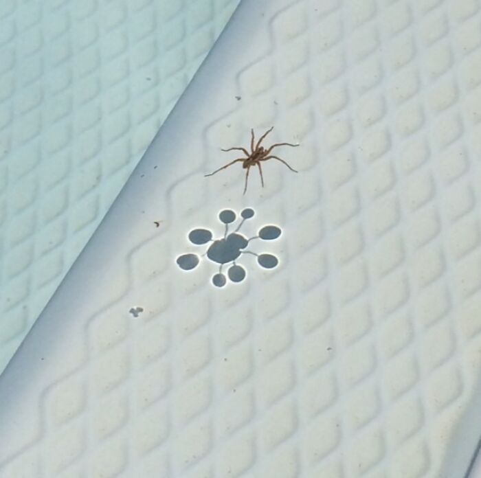 Spider Floating On Water Made A Unique Shadow