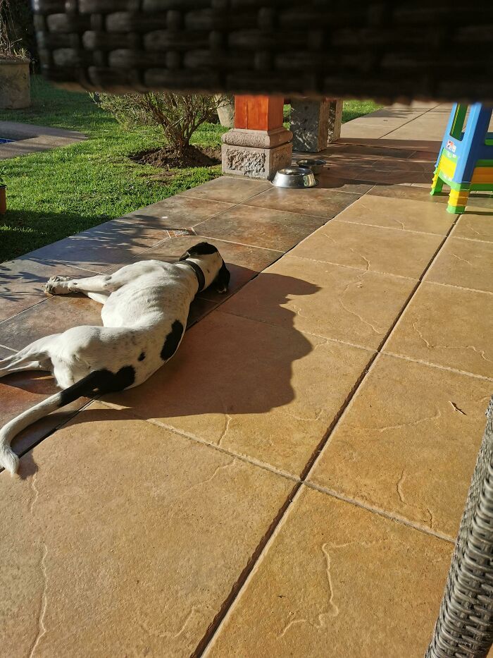 This Dog Shadow Looks Like Donald Trump