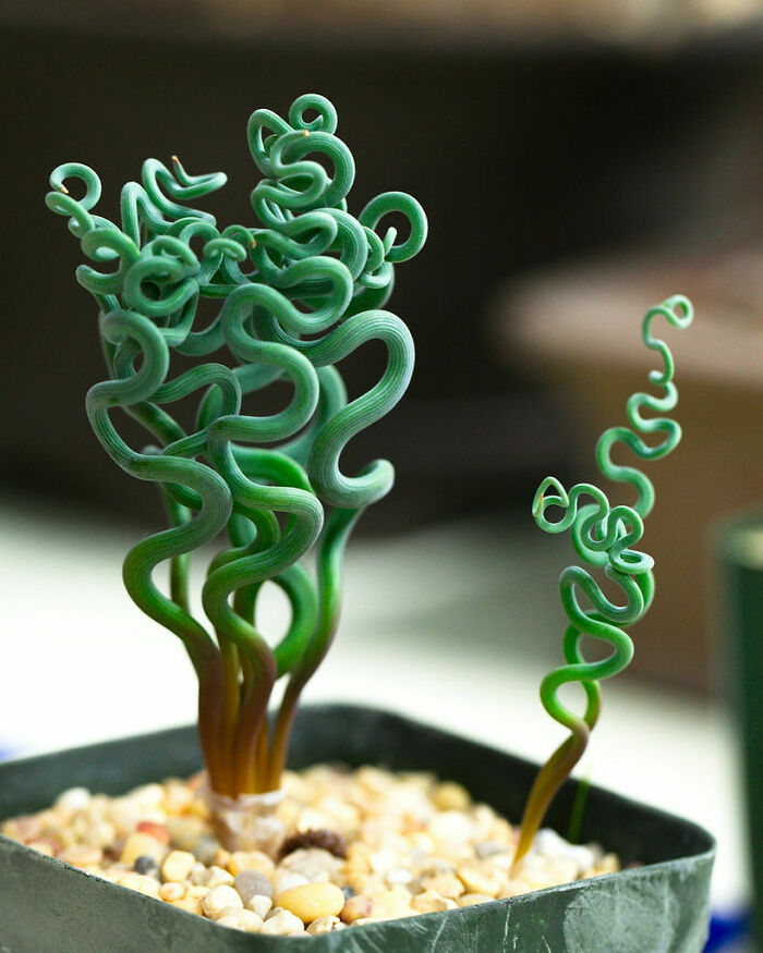 Unbelievable photos of Frizzle Sizzle plant with curled leaves in a pot, resembling a glimpse into another universe.