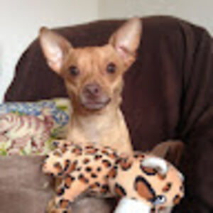 scruffyscrubs avatar