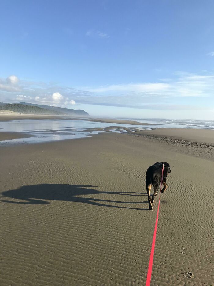 Dog With Elephant Shadow