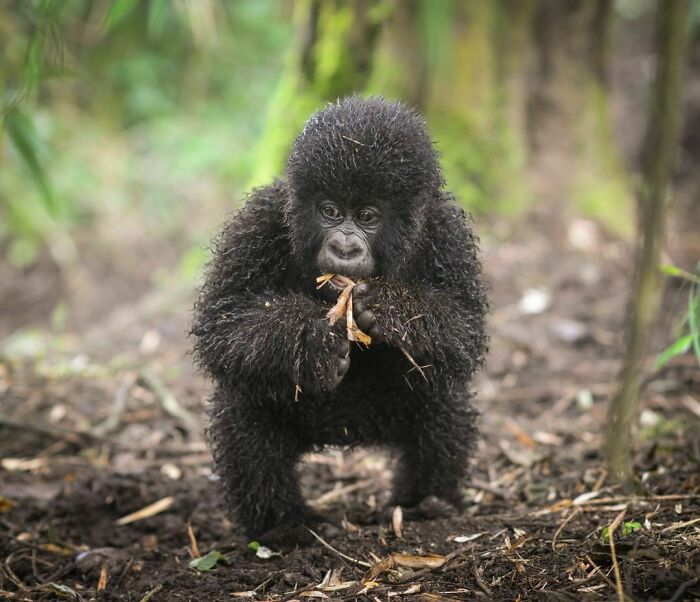 There Are Only 880 Mountain Gorillas Left...