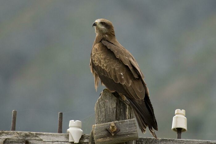 Australian "Firehawk" Raptors, Such As This Black Kite, Have Recently Been Found To Purposefully Spread Wildfires