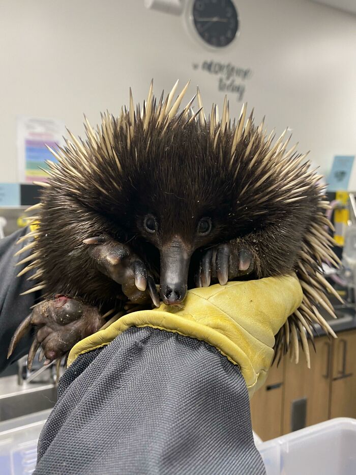 Say Hello To An Australian Echidna! One Of Only Two Mammals In The World That Lay Eggs (Called Monotremes)! This Little Girl Was Brought Into My Work