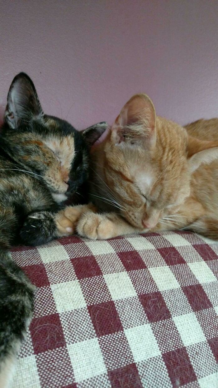 My Two Cats From When They Were Little Kittens. The Orange Tabby Is Flash And The Camara Is Slade