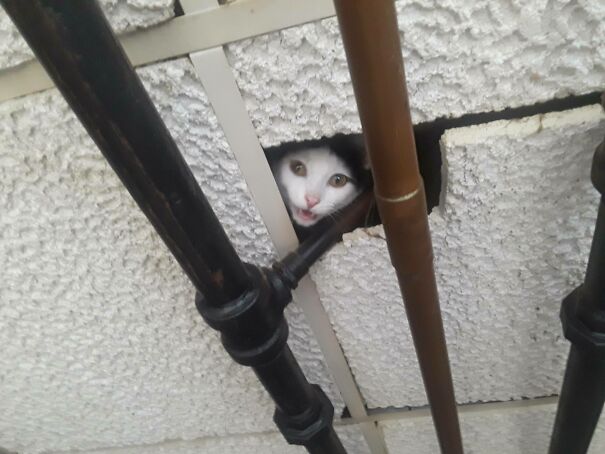 Sorry, I'm A Ceiling Cat Now