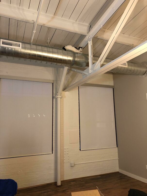 Just Moved Into A New Apartment With 15 Foot Ceilings. Woke Up On Morning One And Couldn’t Find My Cat Anywhere. Then I Looked Up