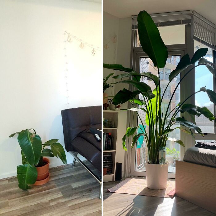 Rescued From The Trash 2.5 Years Ago To Nearly Outgrowing My Apt Today