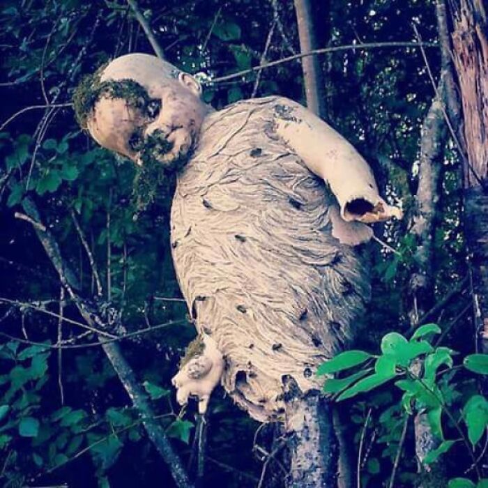 This Wasp Nest