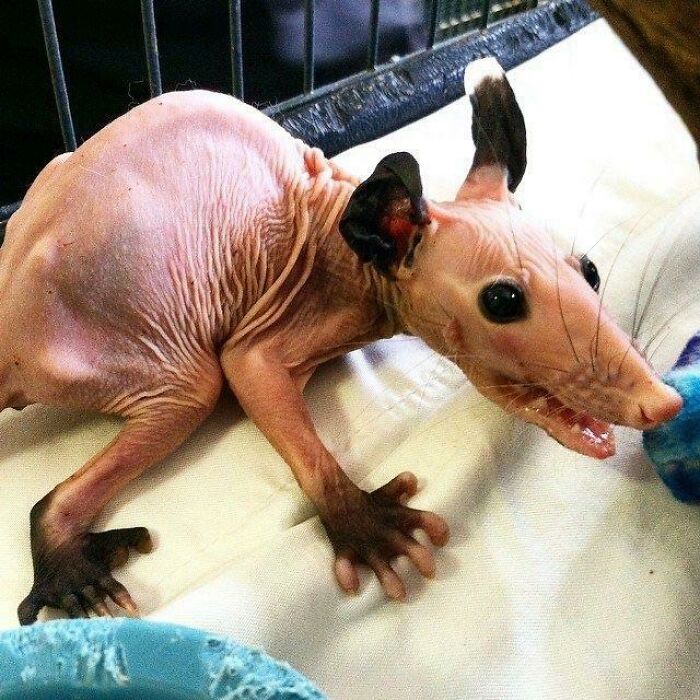 Hairless Opossum...